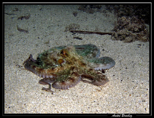 Octopus shooté à Gozo by André Bruchez 